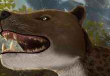 Mısır’da Keşfedilen 30 Milyon Yıllık Apex Predator Kafatası msrda-kefedilen-30-milyon-yllk-apex-predator-kafatas