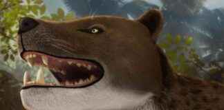 Mısır’da Keşfedilen 30 Milyon Yıllık Apex Predator Kafatası msrda-kefedilen-30-milyon-yllk-apex-predator-kafatas