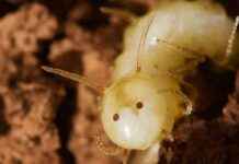 Nadir sinek türü termit kafası takarak yuvalara sızıyor nadir-sinek-tr-termit-kafas-takarak-yuvalara-szyor