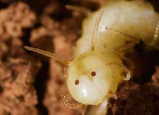 Nadir sinek türü termit kafası takarak yuvalara sızıyor nadir-sinek-tr-termit-kafas-takarak-yuvalara-szyor