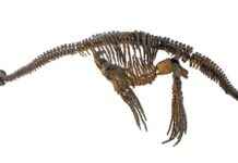 Plesiozor Deri Dokusu Hakkında Yıllarca Süren Gizemi Çözer plesiozor-deri-dokusu-hakknda-yllarca-sren-gizemi-zer