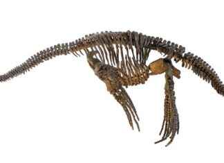 Plesiozor Deri Dokusu Hakkında Yıllarca Süren Gizemi Çözer plesiozor-deri-dokusu-hakknda-yllarca-sren-gizemi-zer