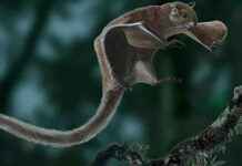 Prehistorik Appalachia’da Kedi Boyutunda Uçan Sincaplar prehistorik-appalachiada-kedi-boyutunda-uan-sincaplar