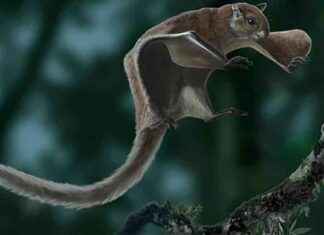 prehistorik-appalachiada-kedi-boyutunda-uan-sincaplar