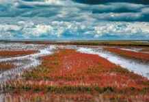 Tuzlu Topraklarda Yetişen Yemek Tarımının Geleceği tuzlu-topraklarda-yetien-yemek-tarmnn-gelecei