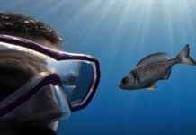 Vahşi balıklar insan dalgıçları tanıyabilir mi? vahi-balklar-insan-dalglar-tanyabilir-mi
