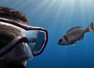 Vahşi balıklar insan dalgıçları tanıyabilir mi? vahi-balklar-insan-dalglar-tanyabilir-mi