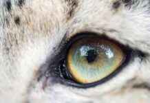 Vahşi Kediler Neden Farklı Göz Renklerine Sahiptir? vahi-kediler-neden-farkl-gz-renklerine-sahiptir