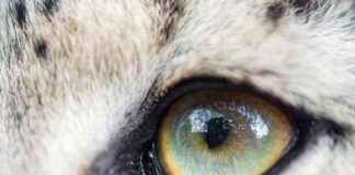Vahşi Kediler Neden Farklı Göz Renklerine Sahiptir? vahi-kediler-neden-farkl-gz-renklerine-sahiptir