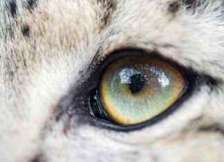 Vahşi Kediler Neden Farklı Göz Renklerine Sahiptir? vahi-kediler-neden-farkl-gz-renklerine-sahiptir