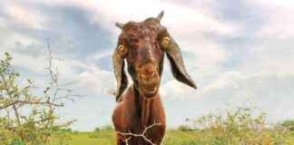 Yapay Zeka Neden Keçi Yüzlerine Bakıyor yapay-zeka-neden-kei-yzlerine-bakyor