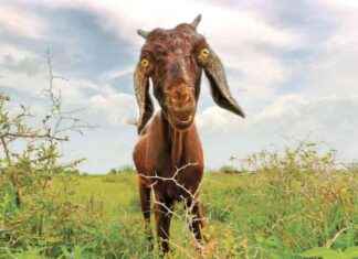 Yapay Zeka Neden Keçi Yüzlerine Bakıyor yapay-zeka-neden-kei-yzlerine-bakyor