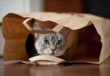 Yeni Kuş Gribi Türü ve Hayvan Enfeksiyonları Endişe Yaratıyor yeni-ku-gribi-tr-ve-hayvan-enfeksiyonlar-endie-yaratyor