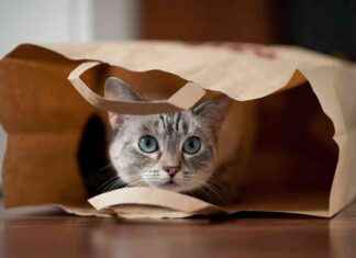 Yeni Kuş Gribi Türü ve Hayvan Enfeksiyonları Endişe Yaratıyor yeni-ku-gribi-tr-ve-hayvan-enfeksiyonlar-endie-yaratyor