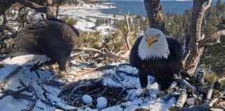 Yeni Yumurtalarla Ünlü Kartal Yuvası Canlı Kamera Geri Döndü yeni-yumurtalarla-nl-kartal-yuvas-canl-kamera-geri-dnd