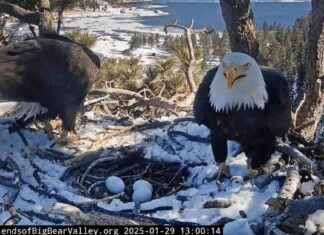 Yeni Yumurtalarla Ünlü Kartal Yuvası Canlı Kamera Geri Döndü yeni-yumurtalarla-nl-kartal-yuvas-canl-kamera-geri-dnd