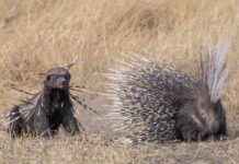 Yılın Doğa Fotoğrafçısı Seçilenler: Vahşi Doğanın En İyileri – Türkiye yln-doa-fotorafs-seilenler-vahi-doann-en-iyileri-trkiye