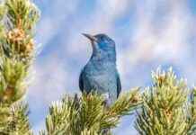 ABD’de Üçte Bir Kuş Türü Koruma Desteğine İhtiyaç Duyuyor abdde-te-bir-ku-tr-koruma-desteine-ihtiya-duyuyor