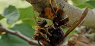 Asya yaban arılarının bağırsaklarında 1.400 farklı böcek türü bulundu. asya-yaban-arlarnn-barsaklarnda-1400-farkl-bcek-tr-bulundu