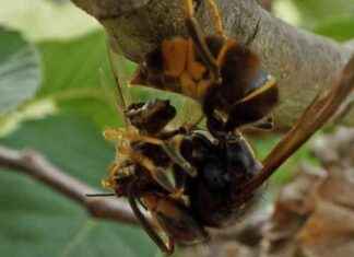 Asya yaban arılarının bağırsaklarında 1.400 farklı böcek türü bulundu. asya-yaban-arlarnn-barsaklarnda-1400-farkl-bcek-tr-bulundu