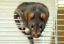 Bacaklarda karıncalanma, beyin paraziti ile ilişkiliymiş bacaklarda-karncalanma-beyin-paraziti-ile-ilikiliymi