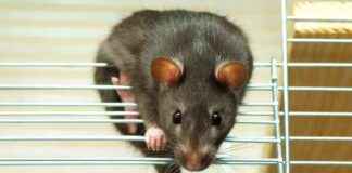 Bacaklarda karıncalanma, beyin paraziti ile ilişkiliymiş bacaklarda-karncalanma-beyin-paraziti-ile-ilikiliymi