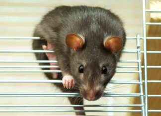 Bacaklarda karıncalanma, beyin paraziti ile ilişkiliymiş bacaklarda-karncalanma-beyin-paraziti-ile-ilikiliymi