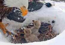 Bayağı Kartal Kameraları Kar Fırtınası Sonrası 1 Yavru Kaybetti baya-kartal-kameralar-kar-frtnas-sonras-1-yavru-kaybetti