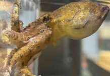 Erkek ahtapot eşini zehirler mi? erkek-ahtapot-eini-zehirler-mi