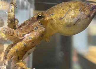 Erkek ahtapot eşini zehirler mi? erkek-ahtapot-eini-zehirler-mi