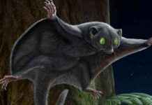 Erken Memeliler Tek Renkliydi, Çalışma İddia Ediyor erken-memeliler-tek-renkliydi-alma-iddia-ediyor