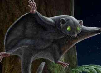 Erken Memeliler Tek Renkliydi, Çalışma İddia Ediyor erken-memeliler-tek-renkliydi-alma-iddia-ediyor