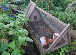 Evdeki Hayvanları ve Tavukları Kuş Gribinden Nasıl Korursunuz evdeki-hayvanlar-ve-tavuklar-ku-gribinden-nasl-korursunuz