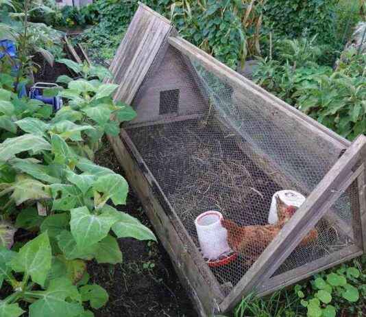 Evdeki Hayvanları ve Tavukları Kuş Gribinden Nasıl Korursunuz evdeki-hayvanlar-ve-tavuklar-ku-gribinden-nasl-korursunuz