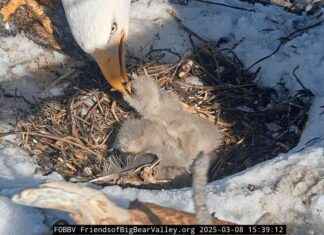 Jackie ve Shadow’ın üçüncü kartal yavrusu yuvasına döndü. jackie-ve-shadown-nc-kartal-yavrusu-yuvasna-dnd