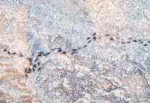 Karınca Trafik Sıkışıklığından Nasıl Kurtarır? karnca-trafik-skklndan-nasl-kurtarr