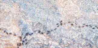 Karınca Trafik Sıkışıklığından Nasıl Kurtarır? karnca-trafik-skklndan-nasl-kurtarr