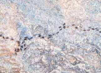 Karınca Trafik Sıkışıklığından Nasıl Kurtarır? karnca-trafik-skklndan-nasl-kurtarr