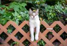 Kuş Gribi Araştırmaları ve Enfekte Kediler Güncel Bilgiler ku-gribi-aratrmalar-ve-enfekte-kediler-gncel-bilgiler