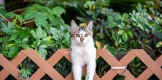 Kuş Gribi Araştırmaları ve Enfekte Kediler Güncel Bilgiler ku-gribi-aratrmalar-ve-enfekte-kediler-gncel-bilgiler