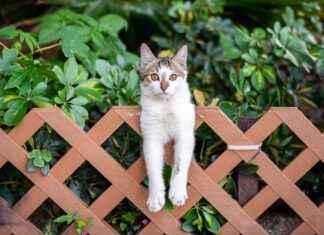 Kuş Gribi Araştırmaları ve Enfekte Kediler Güncel Bilgiler ku-gribi-aratrmalar-ve-enfekte-kediler-gncel-bilgiler