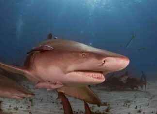 Megalodon’un Daha Uzun Olduğu Düşünülebilir megalodonun-daha-uzun-olduu-dnlebilir