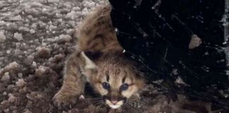 michiganda-yzyldan-uzun-bir-sredir-ilk-kez-puma-yavrular-grld