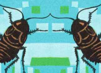 Neden hamam böcekleri dayanıklıdır? neden-hamam-bcekleri-dayankldr