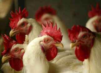 Trump’un Yumurta Fiyatlarını Düşürme Planı ve Kuş Gribi Aşısına Tehdit trumpun-yumurta-fiyatlarn-drme-plan-ve-ku-gribi-asna-tehdit