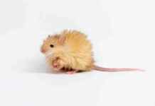 Yün Fare Yaratmak İçin Mamutu Diriltme Arayışında Şirket yn-fare-yaratmak-iin-mamutu-diriltme-araynda-irket