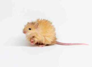 Yün Fare Yaratmak İçin Mamutu Diriltme Arayışında Şirket yn-fare-yaratmak-iin-mamutu-diriltme-araynda-irket