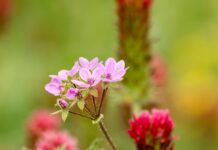 Erodium Malacoides Nedir? Şaşırtıcı Faydaları ve Özellikleri