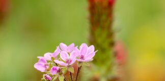 Erodium Malacoides Nedir? Şaşırtıcı Faydaları ve Özellikleri