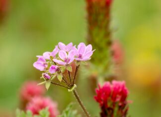 Erodium Malacoides Nedir? Şaşırtıcı Faydaları ve Özellikleri